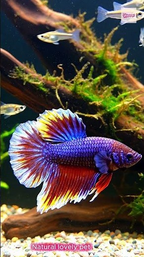 🌌 Stunning Galaxy Betta Fish Collection 2025 | Relaxing 4K Aquarium #GalaxyBetta #BettaFish