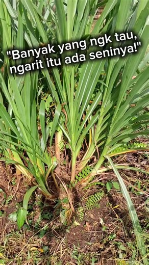 Beda Rumput, Beda Cara: Strategi Pejuang Keluarga