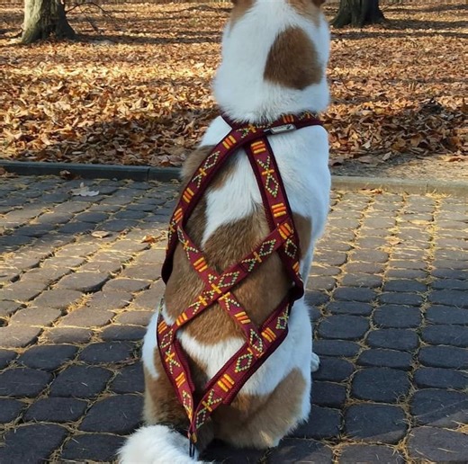 Embroidered Sled Dog Harness: X-back Pulling Harness for Canicross & Skijoring - Etsy Australia