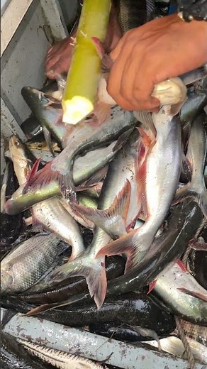 Cara mudah buka duri ikan #fishing