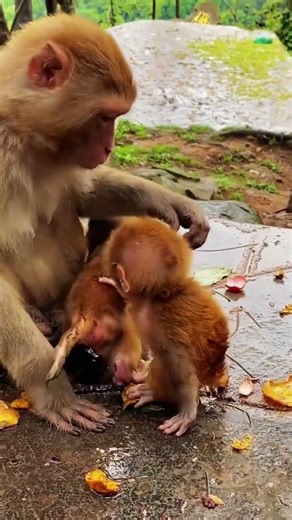 इनको ये नहीं पता कि उनकी मां कोन सी है। PLEASE SUBSCRIBE