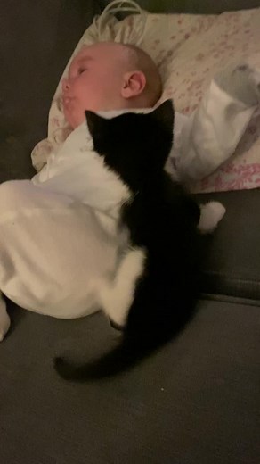 #catsoftiktok #fyp #fypシ #kitten #baby #bond