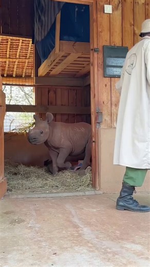 This is the first animal adopted by The Trenches! So I found this Baby Black Rhino $CHAMBOI that was recently orphaned without a mother or home and his breed is going extinct! The wonderful people of @SheldrickTrust are attempting to save him from from extinction and we can do that by adopting him and donating to keep him alive! And I thought it would be awesome to save this lil guy, So I officially adopted him for the trenches, and i'll be redirecting all fees as donations and getting in touch 