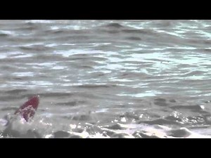 Child rescued from rip current and a majestic fedora
