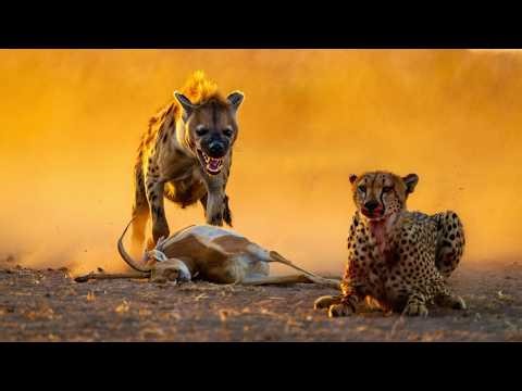 Africa Untamed: The Serengeti's Most Deadly Hunters | MEGA EPISODE