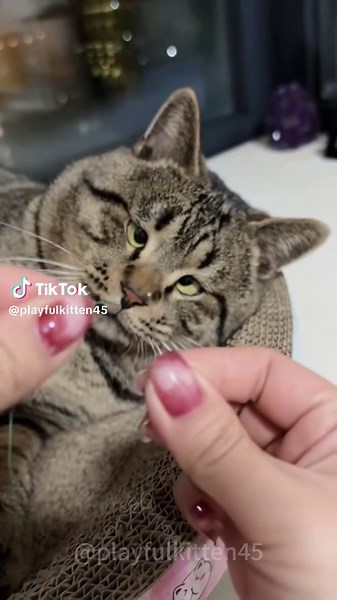 The Funniest Ugly Cat Moments You Can't Miss