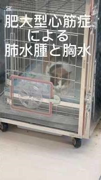 【ミニちゃんパパ行くまで頑張って】#祈り #お願い #保護猫 #肥大型心筋症#胸水#頑張って #老猫