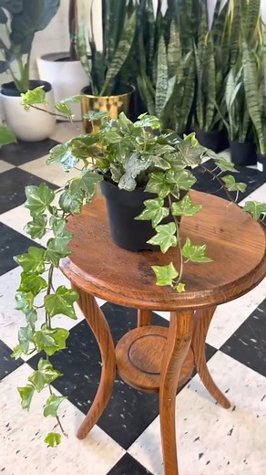 4.1K views · 73 reactions | English Ivy Care Guide (hedera) #houseplants #houseplants #plants #plantsofinstagram #plantsmakepeoplehappy #indoorplants #urbanjungle #plantlover #houseplantsofinstagram #houseplantclub #plant #plantlife #plantstagram #indoorjungle #plantmom #plantaddict #plantlove #plantsplantsplants #succulents #nature #plantlady #homedecor #houseplant #garden #gardening #houseplantcommunity #urbanjunglebloggers #green #crazyplantlady #flowers | The Breaking News | Facebook