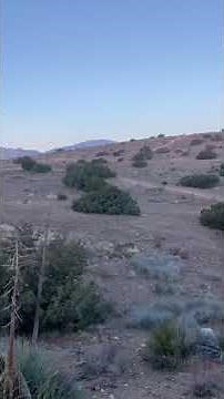 Regulating coyotes with 17 HMR