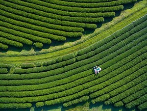 Is Carbon Offsetting Worth It?