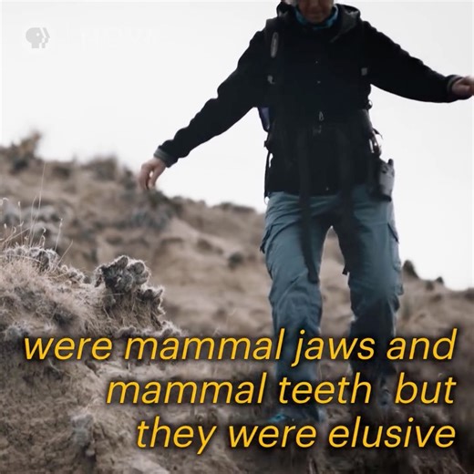 299K views · 6.2K reactions | This unexpected discovery led scientists to unearth a trove of well-preserved fossils. | NOVA l PBS | Facebook