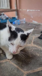 Funniest Sounds from Two Cat Gangsters 🤣🐈 #catlife #cutecats #catofyoutube