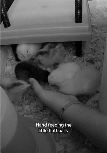 Caring for Baby Chicks in a Brooder