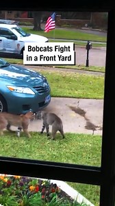 3.1M views · 18K reactions | Bobcats Fight in a Front Yard  | Wrestling News | Facebook
