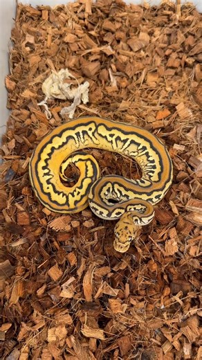 Las Vegas Ball Pythons on Instagram: "Fresh Shed on this Female Black Pastel Hurricane Spotnose Orange Dream Yellow Belly Clown Possible Red Stripe! . . . . . . . . #reptile #reptiles #snakes #snake #ballpython"