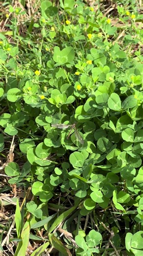 Por qué vemos tantas moscas grúas en Nueva Orleans