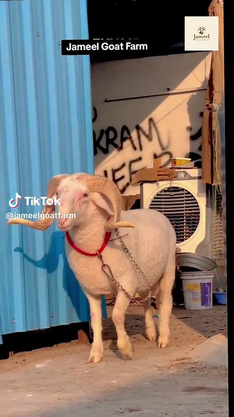 Investing in Jameel Goat Farm Opportunities