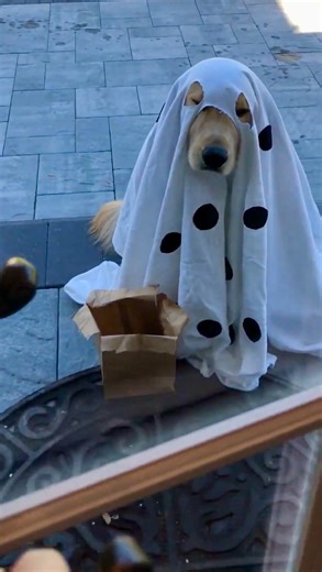 BLU & BENNY on Instagram: "I got a rock 🪨 #charliebrown It’s that time of year again! 🎃 Charlie Blu deserves a treat instead of a trick. What do you think? 🪨🦴🥹 • • • • • ✨ LIKE | SAVE | SHARE ✨ Follow us for more cute content 🥰 @goldenretrieverblu_ • • • • • • #goldenretriever #goldenretrievers #goldenretrieversofinstagram #dog #dogdaily #dogcostume #ghost #ghostcostume #halloween #goodgriefcharliebrown"