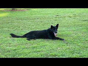 Running the property... BLACK GERMAN SHEPHERD DOGS