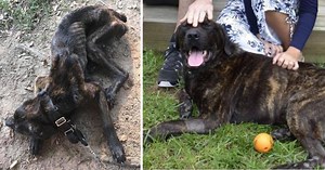 These Four Dog Transformation Stories Will Melt Every Pet Owner's Heart