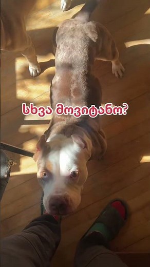 ფრეას მიტანის სერვისი 🚚📦 #dog #ფრეა #თორი #davidanddogs #ბურთი #americanbully