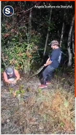 Snake Hunters Nab Largest Burmese Python Ever Found in Everglades | storyful