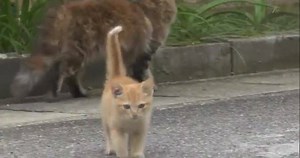 166K views · 2.4K reactions | A Stray Cat Chosen a Man :O Can you guess what happen next? <3 Wait for comments ! :p CAT Gif love and lovers | CAT Gif love and lovers | Facebook