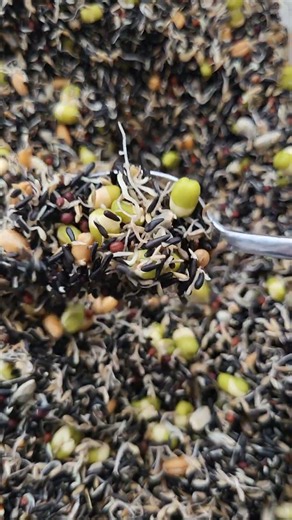 Sprouted Seeds #kiemzaad #birdfood #germanatedseeds #sprout