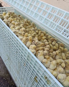 The Costliest Mistake in Poultry Farming You should take note. #broilerchickens #farmingtips #agriculture #organicfarming #healthychicken #farming #poultry #poultryfarming | Poultry Tips