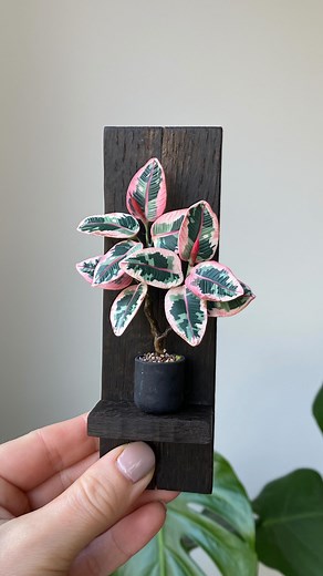 The video for the ficus elastica tineke canes has now been played over 3 million times and you might be interested in what the finished plants look like. Tineke and Ruby plants are made of several canes, because every leaf is different in the real plant, I always make several canes and leaf pattern variations with variegated plants. All parts of the plants are handmade from oven-hardening polymer clay and are attached with magnets to custom-made solid wood shelves. All sculptures are unique. You