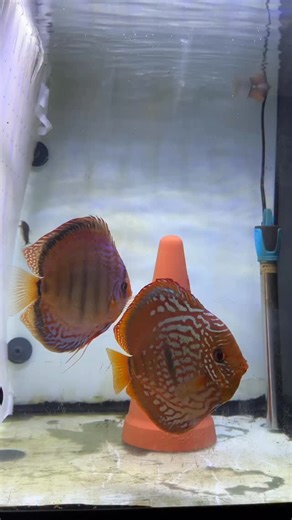 2.8K views · 361 reactions | After separating the pair, we have their first clutch! It’s been two days already. If all goes well, the babies should hatch tomorrow!李 #discus #fish #breeding #pair #aquarium #discusfish #tank | Joan's Discus | Facebook