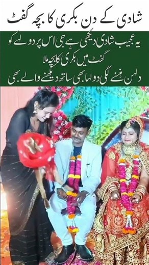 The groom was given a baby goat as a gift.#trending #wedding #marriage #marriageday #lovemarrig