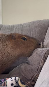 Capybara chewing couch — why capybaras aren't good pets