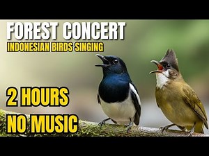 2 Hour Indonesian Forest Bird Song & River Sounds for Relax, Sleep, Focus & Study