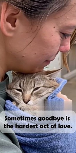4 Emotional Moments of Love and Loss — A Cat’s Final Goodbye #catlovers #catfamily #cats #catlove