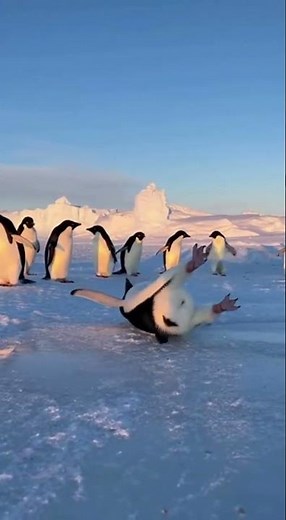 When a Penguin Loses All Its Dignity 😂🐧 #funny #shortclips #animals #cute