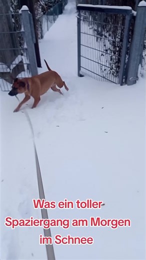 Flocke (@flockeachla)’s videos with Originalton - S51.Nick.3