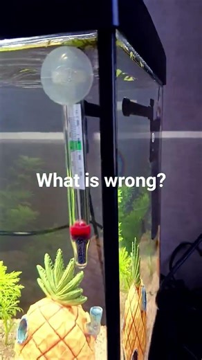 Please like and subscribe ! One of my fish is staying still at the top corner. What’s wrong?