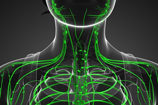 Lymphe : à quoi sert-elle ?