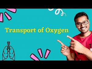 Transport of Gases; Oxygen transport