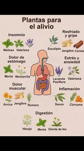 909K views · 5.7K reactions | COMO ELABORAR ACEITE DE HIERBAS EN...