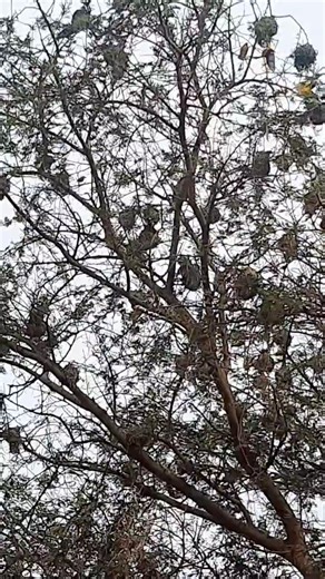 A Tree Full of Busy Builders- ​Unbelievable Sight: Witnessing a Bird Nesting Metropolis | BIRD 24