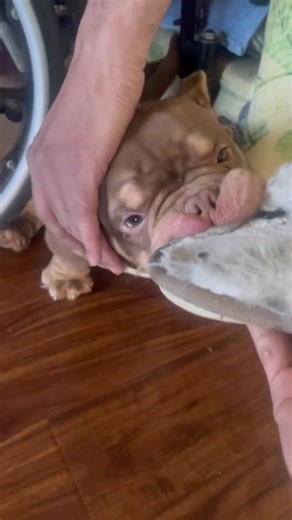 North American House Hippo 😂 micro bully shanks!!