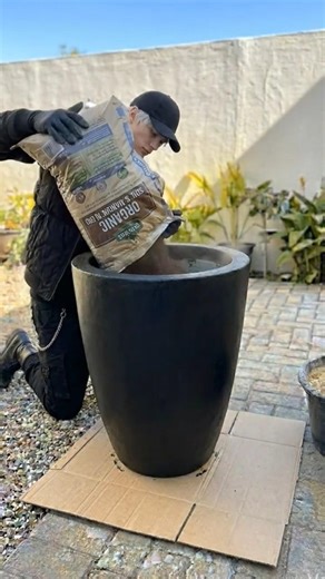 Black Daisy Cement Planter 🖤🌼 | Courtyard DIY Concrete Pot Tutorial