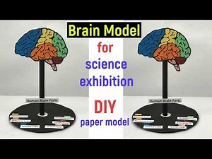 brain model for science exhibition - brain model project - brain model paper - diyas funplay