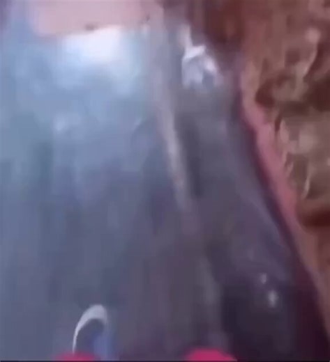 A stray dog saw humans buying food with paper money from a man at a restaurant who gave him food, and thought that if he brought something similar, he would get food from the man, so he started bringing leaves and scraps of paper.