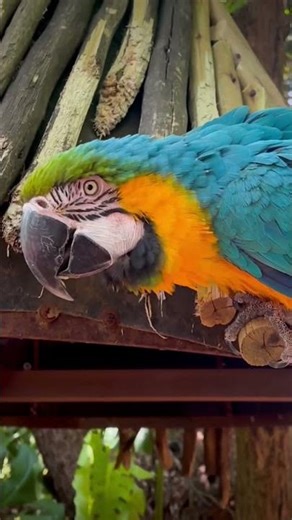 Study ASMR: Forest Birds for Laser Focus 🧠