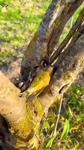 773K views · 13K reactions | ژوند ژوند | Pir Haris Turangzai | Facebook