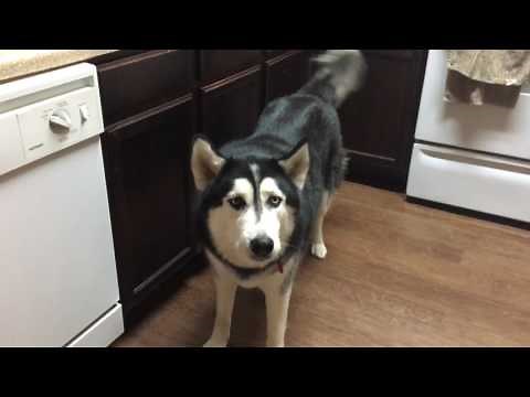 Angry Husky Yelling at Owner!