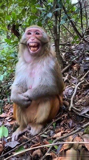 Monkey Laughs… And I Can’t Stop Watching! 😂🐵